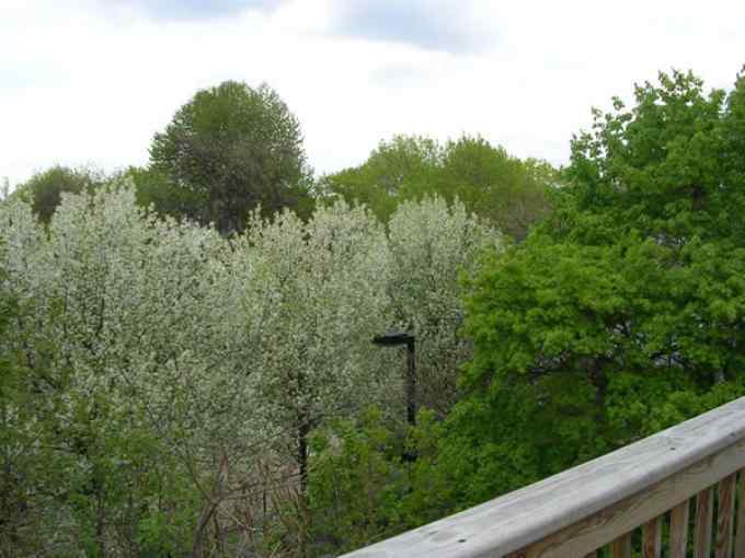 cambridge